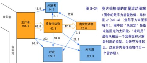    赛达伯格湖的能量流动模型