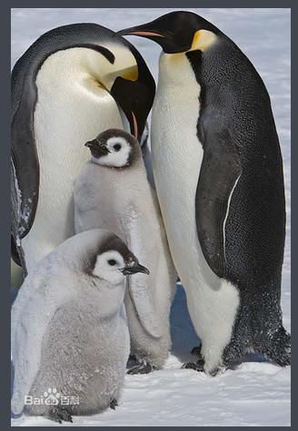 赋诗点评:南极帝企鹅极寒中抱团守护新生幼崽