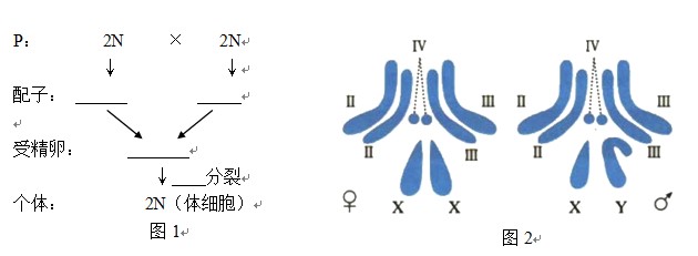 在生物有性生殖過程中,如何保持生物前後代染色體數目,形態的穩定?