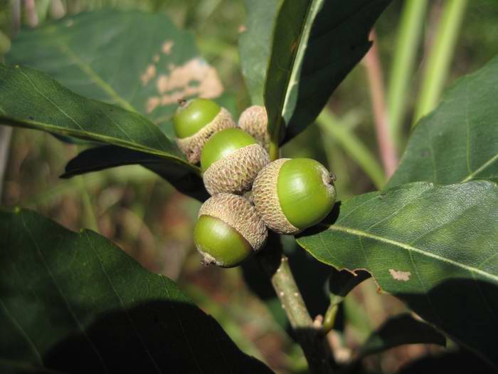 或者在青冈树上采来橡子,中间插根细竹棍,用手一车,它就在桌子上